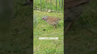 Dunnock Fledgling dunnock fledgling birds birdspecies [upl. by Joub]