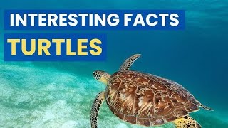 Turtle Trivia 10 Surprising Secrets of These Ancient Survivors [upl. by Cohla]