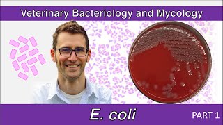 Escherichia coli Part 1  Veterinary Bacteriology and Mycology [upl. by Wolenik587]