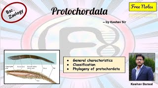 Protochordata  Urochordata amp Cephalochordata   Bsc  Free PDF notes  by Viologia EXtrema [upl. by Nigrom]