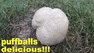 puffball mushrooms how to find harvest and cook [upl. by Allys]