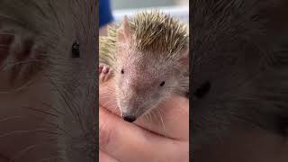 Meet the Tenrec Madagascars Weird Unrelated Cousin to Hedgehogs [upl. by Cardie]