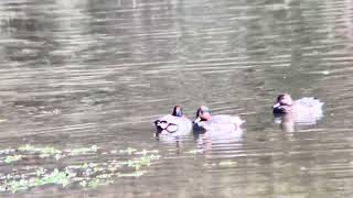 Greenwinged Teal pair at Richard Taylor Preserve on 102924 [upl. by Edrick]