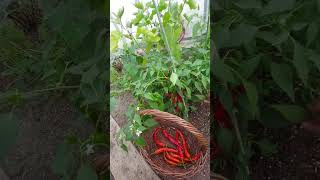 Harvesting my Siling Labuyo  wild Chili from my garden in here in Czech 🇨🇿 [upl. by Anialram]