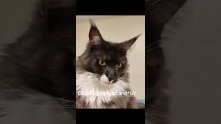 🐯😺Charlie gingerlandby topcat унасестькотята мейнкун mainecoon красивыекотики FiFE cat [upl. by Rawdan]