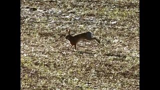 Chasse du lièvre aux chiens courants [upl. by Llenwahs]