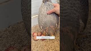 A family raised a kestrel outside their window and then animalshorts shortvideo kestrel [upl. by Repsihw]