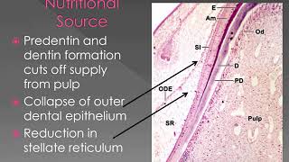 Enamel Amelogenesis [upl. by Cown]
