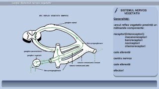 LecČ›ia 10 Sistemul nervos vegetativ simpatic Č™i parasimpatic [upl. by Oznohpla]