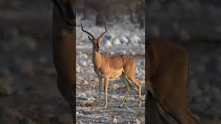 An Impala keeps a vigilant watch in Etosha National Park Namibia [upl. by Norby]