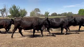 4th5th Calving cows and Calves [upl. by Nelyaw]