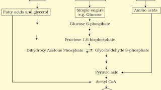 AMPHIBOLIC PATHWAY  RESPIRATION IN PLANTS CLASS XI NCERT [upl. by Akemrej107]