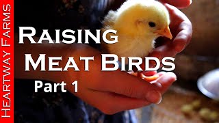 Raising Meat Birds from Chicks  Heartway Farms  Pastured Poultry  Meat Chicken [upl. by Bashuk]