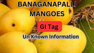 GI Tag BANAGANAPALLI MANGOES Un known information [upl. by Akirea94]