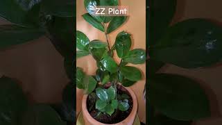 ZZ Plant grow from the leaves cutting [upl. by Magree]