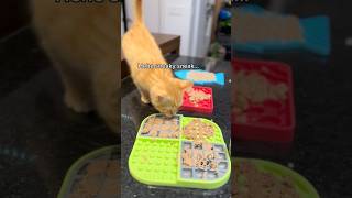 Clementine 🍊 is a relentless menace 😹 orangecat catthings lifewithcats funnycatvideos kitten [upl. by Walter]