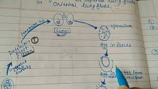 Life cycle of Paragonimus westermani The lung fluke  Trematodes officialSaNik [upl. by Palumbo]