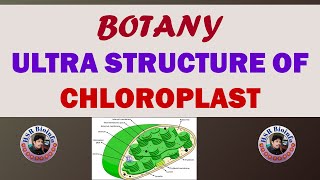 ULTRA STRUCTURE OF CHLOROPLAST  BOTANY 4TH SEMESTER AP  HSR BIOINFO [upl. by Clair]