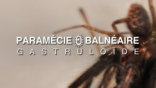 PARAMÉCIE BALNÉAIRE  GASTRULOÏDE  full album  2024 [upl. by Emory]