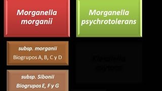 Dominio Bacteria Phylum Proteobacteria 28  Gammaproteobacteria  Enterobacteriaceae  Morganella [upl. by Eloisa136]