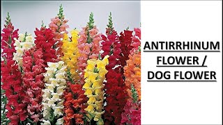 ANTIRRHINUM FLOWER  DOG FLOWER [upl. by Lucas674]