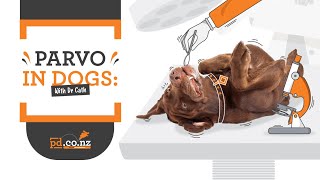 Parvovirus in Dogs and Puppies Symptoms Treatment and Prevention [upl. by Ahsenik958]