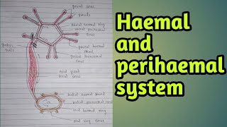 Sea starhaemal perihaemal systemcirculatory systemblood vascular system [upl. by Ruth502]