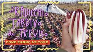 Come fanno IL RADICCHIO TARDIVO DI TREVISO [upl. by Aneleve]