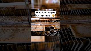 America’s Largest Cricket Farm shorts [upl. by Celeste]