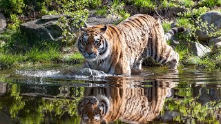 Dyreparken i Kristiansand  Norway 🇳🇴 Walking in Kristiansand animal park [upl. by Schalles]