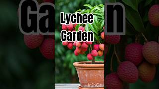 Lychee gardening new technic lychee healthyfruit nature fruitlover shorts viralvideo trending [upl. by Yank]