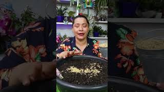 Aprende hacer este sustrato economico para tus plantas plantas jardin [upl. by Paloma]