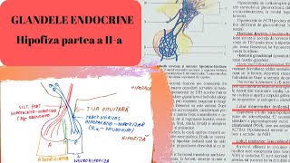 ADMITERE MEDICINA GLANDELE ENDOCRINE 2 Hipofiza partea a IIa [upl. by Gwen]