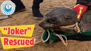 Seal quotJokerquot Rescued [upl. by Andrade]