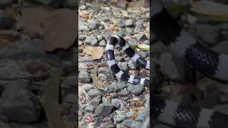 Bandy bandy snake  vermicella annulata [upl. by Quillan]