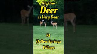 My dear deer is very dear Deers at Yellow Springs Village Ohio USA deer deers fun enjoyment [upl. by Eiggam666]