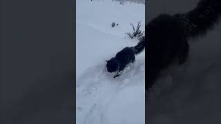 Cat Got Snowballs Stuck in His Fur While Walking [upl. by Basham]