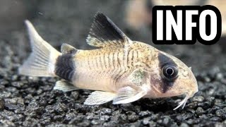 Panda Cory Catfish Care  Corydoras Guide [upl. by Grati433]