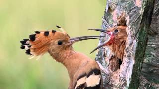 Búbos banka  Hoopoe  Upupa epops [upl. by Arlon]