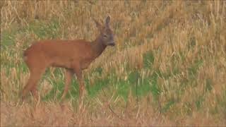 Stoppelansitz auf Raubwild Niederwildhege [upl. by Nerro]