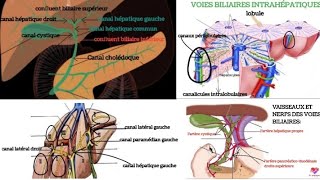 anatomie des voies biliaires 👌 [upl. by Bilak]