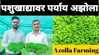 पशुखाद्यावर एक प्रभावी उपाय अझोला शेती  Azolla Farming in India Azolla A To Z information [upl. by Lime]