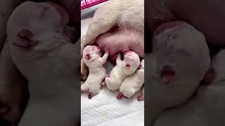 Watch 2DayOld Puppies Enjoy Their First Milk Feast puppy cutepuppy doglovers [upl. by Enirok]