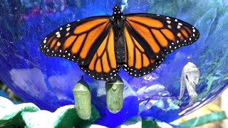 Monarch Butterfly Transforms FYV [upl. by Gilead]