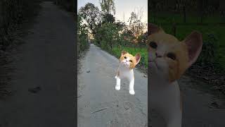 Cat shorts shorts shortvideo funny [upl. by Henni]