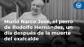 Murió Narco José el perro de Rodolfo Hernández un día después de la muerte del exalcalde [upl. by Ikim87]