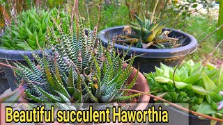 How to care haworthia plant  कैसे करे देखभाल haworthia ki [upl. by Milena754]