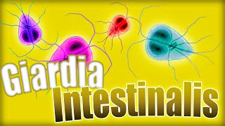 GIARDIOSIS ❗❗ Giardia lamblia Ciclo biológico síntomas diagnóstico y tratamiento  Parasitología [upl. by Niala]