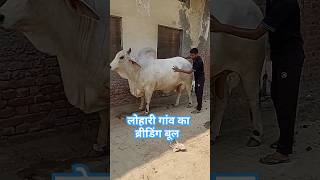 ब्रीडिंग बूल ramu bull Tharparkar bull Farming Choice shorts Tharparkar cow Haryana desi cow [upl. by Notsahc]