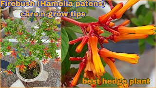 FirebushHamelia patens flower plant best care and grow tipsहमेलिया फायरबश पौधे की देखभाल कैसे करे [upl. by Sergio823]